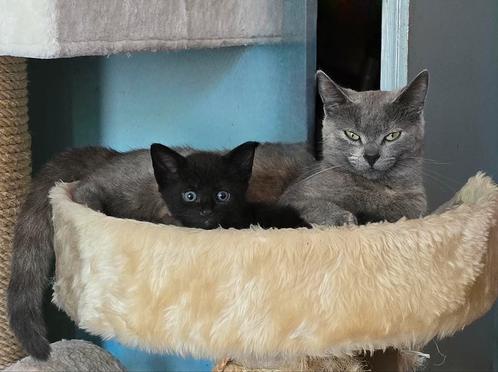 Super lief zwart katertje, Dieren en Toebehoren, Katten en Kittens | Overige Katten, Kater