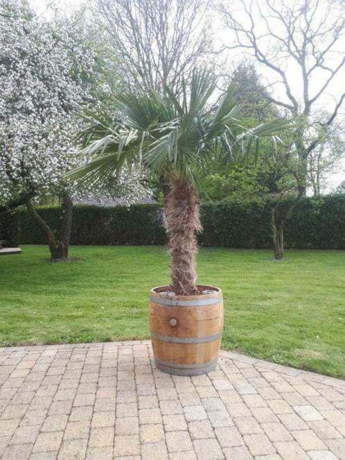 regenton bloembak ton waterton vaten wijnton regentonnen, Tuin en Terras, Regentonnen, Zo goed als nieuw, Hout, 150 liter of meer