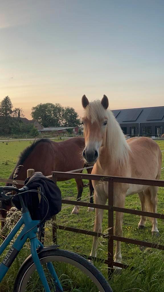 Verzorger gezocht/verzorgpony aangeboden, Dieren en Toebehoren, Paarden en Pony's | Verzorgingsproducten, Nieuw, Ophalen