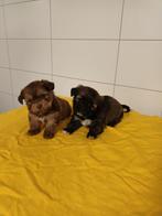 Boomer pups maltezer shih tzu lhasa apso teckel hond puppy, Dieren en Toebehoren, Nederland, Overige rassen, CDV (hondenziekte)