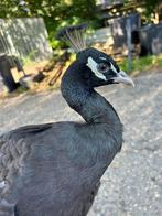 BIJZONDER Zwarte Pauwen (Brons), Dieren en Toebehoren, Pluimvee