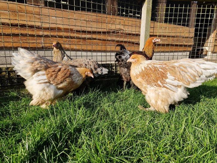 Brahma groot | Tamme grote kippen | Passend advies, Dieren en Toebehoren, Pluimvee, Kip, Meerdere dieren