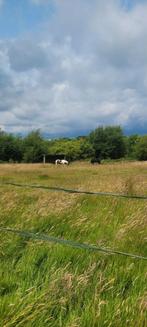 Weidegang met schuilstal aangeboden!, Dieren en Toebehoren, Stalling en Weidegang, Weidegang