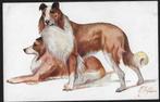 1910 hond 2 honden schotse Collie Colley illustr. Norfini, Overige thema's, Ongelopen, Voor 1920, Verzenden