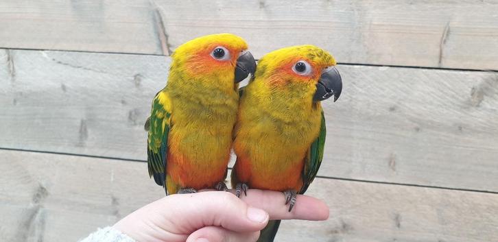 Jonge Baby Zonparkieten | Kleurrijk | Handtam | Nieuwsgierig, Dieren en Toebehoren, Vogels | Parkieten en Papegaaien, Parkiet