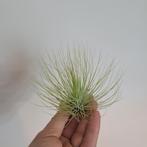 Tillandsia andreana, Huis en Inrichting, Kamerplanten, Ophalen of Verzenden, Halfschaduw, Minder dan 100 cm