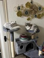 Katten en kittens