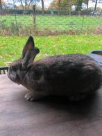 Konijnen Wildkleur Nieuw Zeelander, Dieren en Toebehoren, Konijnen, Meerdere dieren, Middelgroot, 0 tot 2 jaar