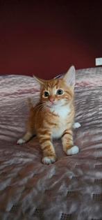 Rode kittens, Dieren en Toebehoren