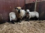 Hampshire  Down Rammen, Dieren en Toebehoren, Schapen, Geiten en Varkens, Mannelijk, Schaap, 0 tot 2 jaar