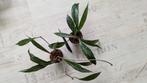 hoya pubicalyx royaal hawaain purple, Ophalen of Verzenden, Halfschaduw, Minder dan 100 cm
