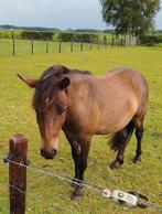 Valk Hengst, Dieren en Toebehoren, Pony's, 0 tot 2 jaar, Hengst, A pony (tot 1.17m), Onbeleerd