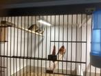 Kapoetsen sijs, Dieren en Toebehoren, Vrouwelijk, Tropenvogel
