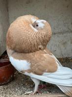 Mooie staande duif, Dieren en Toebehoren, Vogels | Duiven, Vrouwelijk, Kropper