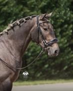 Lease pony, Dieren en Toebehoren, Paarden en Pony's | Verzorgingsproducten, Ophalen