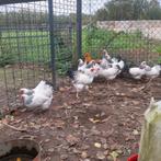 Wyandotte krielen jong, Dieren en Toebehoren, Pluimvee, Vrouwelijk, Kip