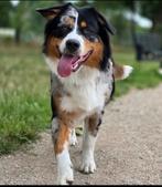 Herplaatsing: Lieve Australian Shepherd x 1/4 Berner, Dieren en Toebehoren, Honden | Herdershonden en Veedrijvers, 1 tot 2 jaar