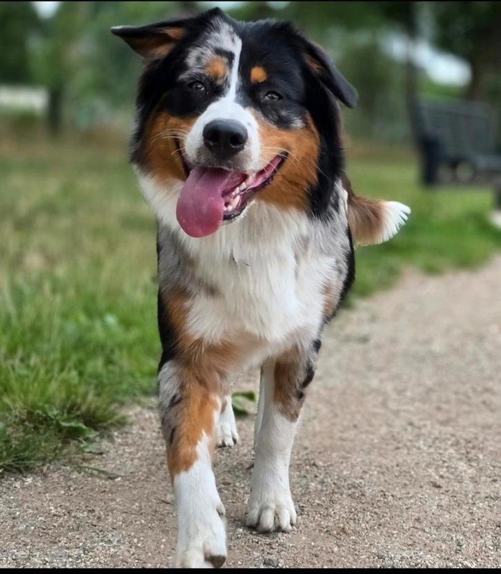 Herplaatsing: Lieve Australian Shepherd x 1/4 Berner, Dieren en Toebehoren, Honden | Herdershonden en Veedrijvers, Teef, Herder