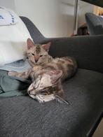 Bengaalse (snow)kittens mogen het nest verlaten., Dieren en Toebehoren, Katten en Kittens | Raskatten | Korthaar, Meerdere dieren