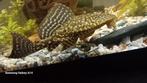 Pleco, Dieren en Toebehoren, Vissen | Aquariumvissen, Vis
