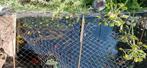 Grote diamant steur  55 a 65 cm, Dieren en Toebehoren, Vissen | Vijvervissen, Steur