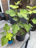 Vijgen struik/boom, Ophalen, Minder dan 100 cm, In pot, Vijgenboom