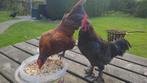Gratis haan of haantjes, Dieren en Toebehoren, Pluimvee, Mannelijk, Kip