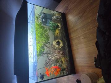 Aquarium inclusief alle toebehoren en vissen en algeneters beschikbaar voor biedingen
