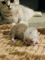 Britse korhaar kittens rasecht, vader stamboom, Dieren en Toebehoren, Meerdere dieren, Gechipt, 0 tot 2 jaar