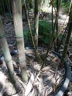 Diverse bamboe soorten voor hobby prijs, Ophalen, Bloeit niet, Overige soorten, Volle zon