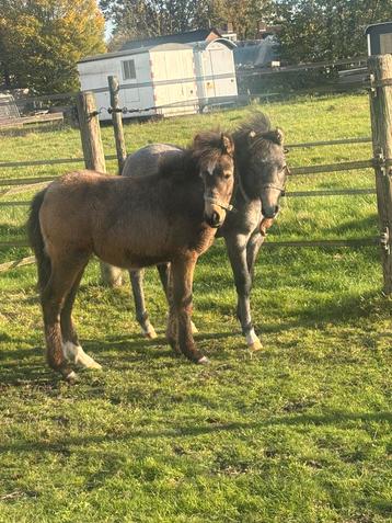 2 leuke welshjes beschikbaar voor biedingen