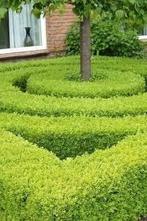 Ilex maximowicziana kanehire. Lage haagplant P9 planten, Tuin en Terras, Planten | Tuinplanten, Overige soorten, Vaste plant, Ophalen of Verzenden