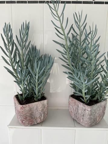 Twee echte vetplanten inclusief pot beschikbaar voor biedingen