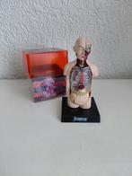 Anatomisch model, Ophalen of Verzenden