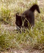 Nog 1 kitten zoekt een fijn thuis, Dieren en Toebehoren, Katten en Kittens | Overige Katten, Poes