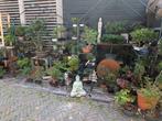 Bonsai Satsuki Azalea Pinus Acer Larix Ficus Carmona, Ophalen of Verzenden, Bloeit niet, Overige soorten, Minder dan 100 cm