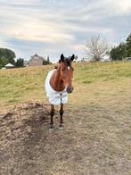 D pony zoekt forever home ⭐️, Ruin, Niet van toepassing, 7 tot 10 jaar, Recreatiepony