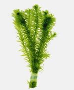 Waterpest aquarium en vijverplant! Per bosje 2,00!, Ophalen, Zo goed als nieuw, Plant(en), Steen of Hout