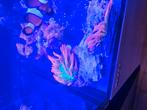 Sunburst bubbletip anemonen, Dieren en Toebehoren, Vis