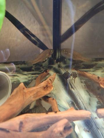 Aquariumvissen beschikbaar voor biedingen