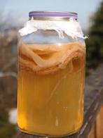 Kombucha SCOBY / starter, Ophalen