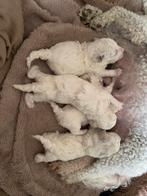 Bichon Frisee puppy’s te koop., Overige rassen, 8 tot 15 weken, Meerdere, Meerdere dieren