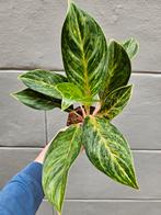 Aglaonema Peach Pearl p12