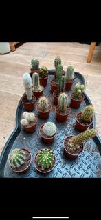 Cactussen, Volle zon, Groenteplanten, Eenjarig, Ophalen of Verzenden