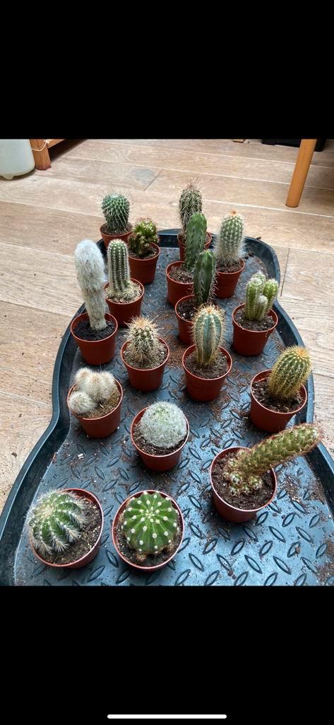 Cactussen, Tuin en Terras, Planten | Tuinplanten, Eenjarig, Groenteplanten, Volle zon, Zomer, Ophalen of Verzenden
