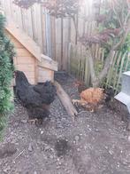 2 gezonde brama's, Dieren en Toebehoren, Pluimvee, Vrouwelijk, Kip