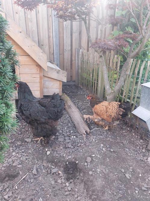 2 gezonde brama's, Dieren en Toebehoren, Pluimvee, Kip, Vrouwelijk