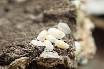 Cubaris murina glacier  beschikbaar voor biedingen