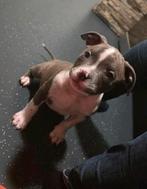 Pocket bully pup, Dieren en Toebehoren, Reu, CDV (hondenziekte), 8 tot 15 weken, Bulldog