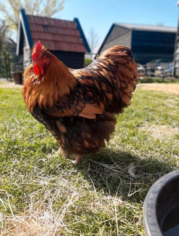 Prachtig mooie Orpington hanen, natuurbroed, regio Nijmegen, Dieren en Toebehoren, Pluimvee